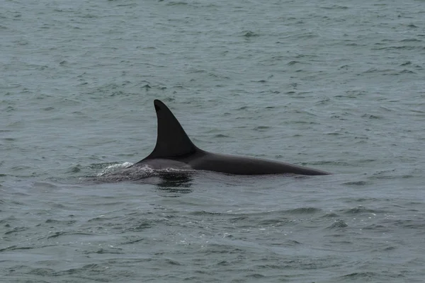 Orcas Caçando Leões Marinhos Patagônia Argentina — Fotografia de Stock