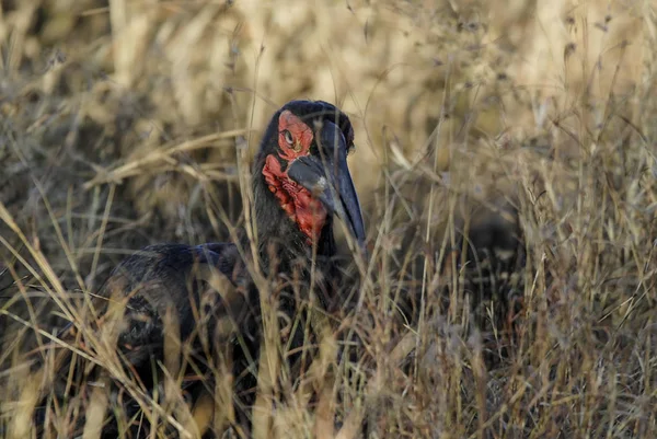 Calabrone Del Sud Bucorvus Leadbeateri Kruger National Park — Foto Stock