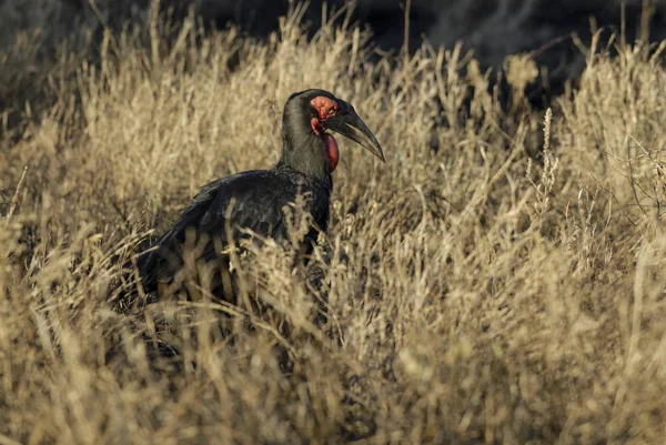 Calabrone Del Sud Bucorvus Leadbeateri Kruger National Park — Foto Stock