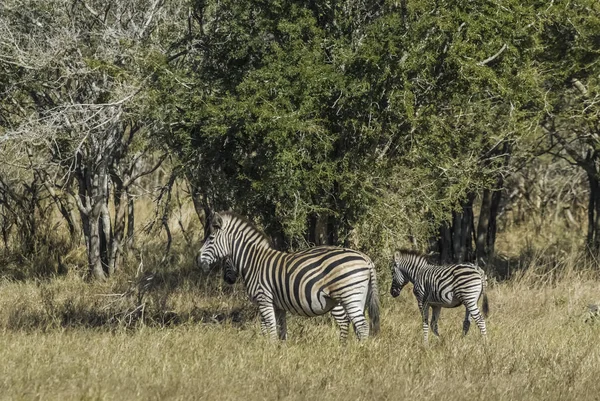 Zebraherde Der Afrikanischen Savanne — Stockfoto