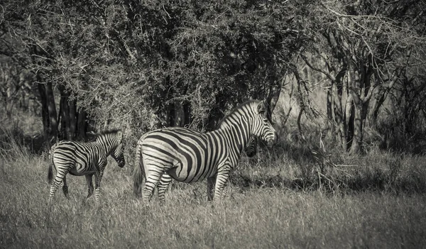 Stádo Zeber Africké Savaně — Stock fotografie