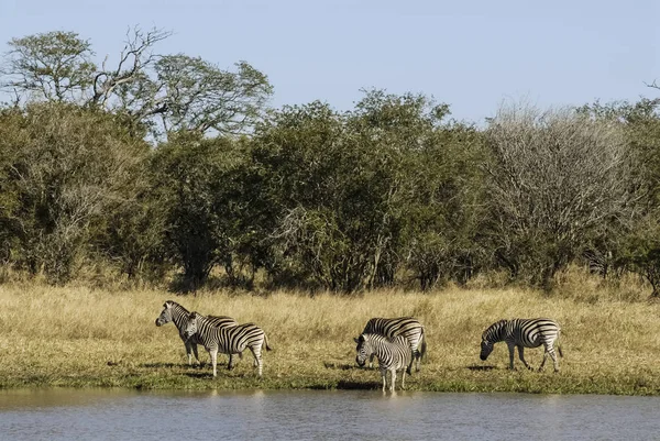Stado Zebr Afrykańskiej Sawanny — Zdjęcie stockowe