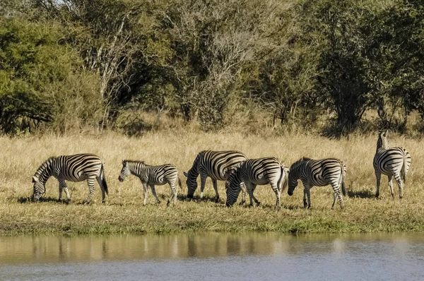 Afrika Savana Zebras Sürüsü — Stok fotoğraf