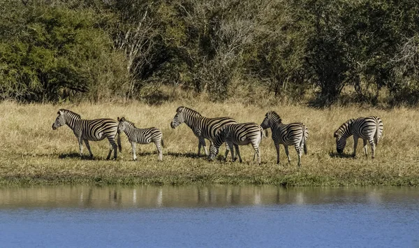 Afrika Savana Zebras Sürüsü — Stok fotoğraf