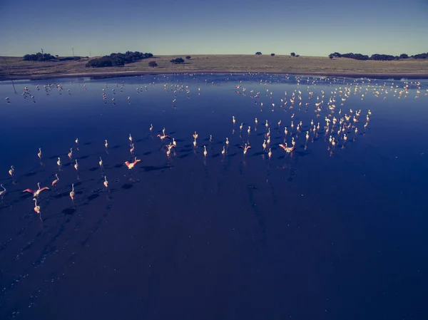 Κοπάδι Φλαμίνγκο Έναν Βιότοπο Λιμνοθάλασσα Παταγονία Αργεντινή — Φωτογραφία Αρχείου