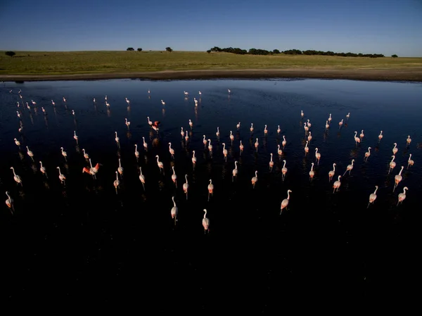 Stada Flamingów Siedlisko Laguny Patagonia Argentyna — Zdjęcie stockowe