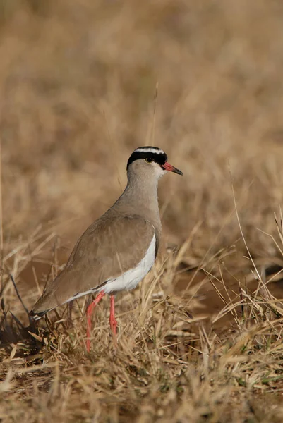 Gekroonde Plover Kruger National Park Zuid Afrika — Stockfoto