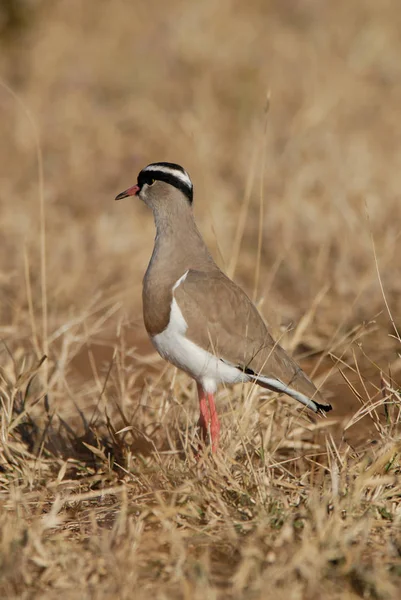 Gekroonde Plover Kruger National Park Zuid Afrika — Stockfoto