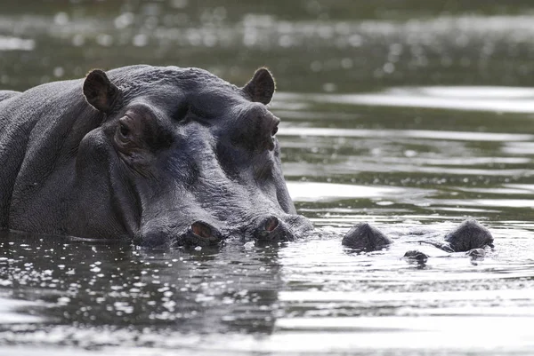 Αφρικανική Hippopotamus Νότια Αφρική Περιβάλλον Συμπλέγματος Δομών — Φωτογραφία Αρχείου