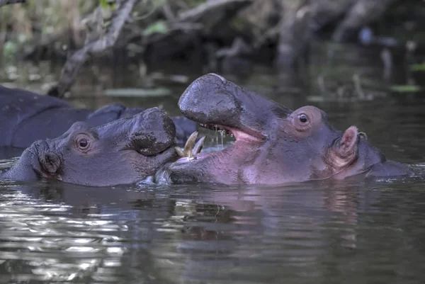 Afryki Hippopotamus Republika Południowej Afryki Otoczeniu Lasu — Zdjęcie stockowe