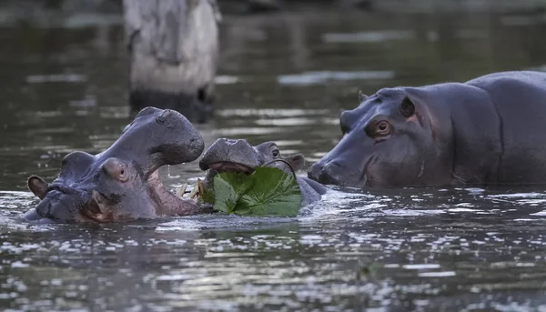 Afrikaanse Hippopotamus Zuid Afrika Bos Omgeving — Stockfoto