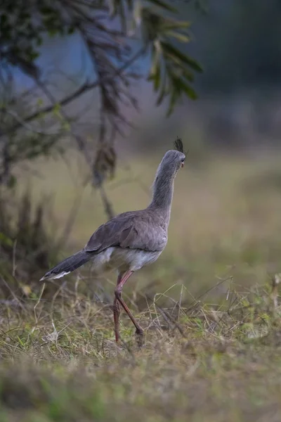 Piros Lábú Kígyászdarufélék Pantanal Brazília — Stock Fotó