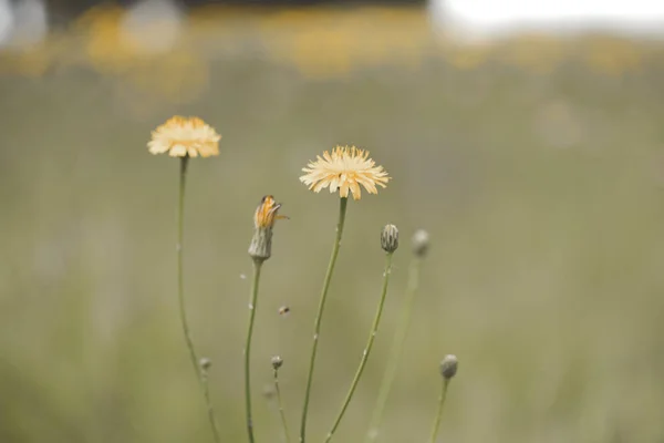 Bloemrijk Landschap Vintage Kleureffect — Stockfoto