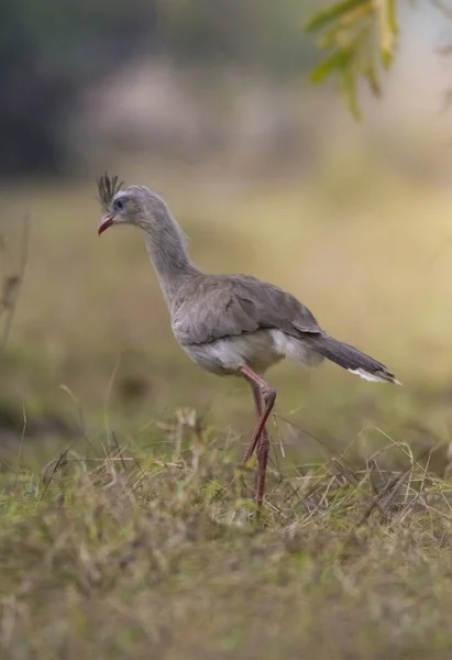 Rode Poten Seriema Pantanal Brazilië — Stockfoto