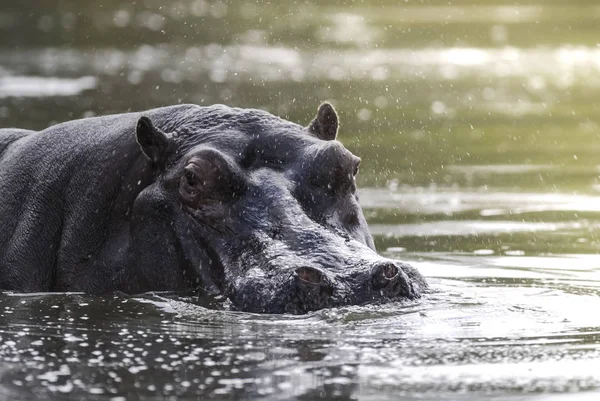 Hippopotame Africain Afrique Sud Milieu Forestier — Photo
