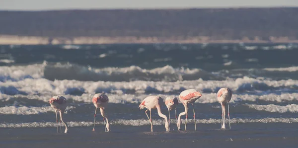 Flamingos Ernähren Sich Von Einem Strand Halbinsel Valdes Patagonien Argent — Stockfoto
