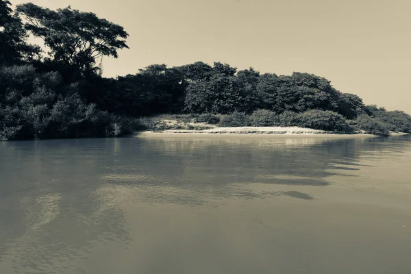 パンタナール森林生態系 グロッソ ブラジル — ストック写真