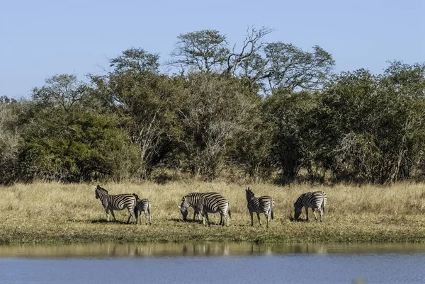 Rebanho Zebras Savana Africana — Fotografia de Stock