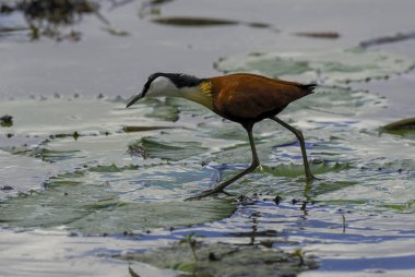 Afrika tr su, Güney Afrika yürüyüş Jakana 
