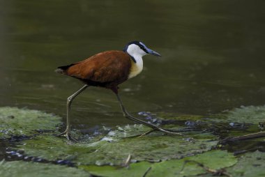 Afrika tr su, Güney Afrika yürüyüş Jakana 