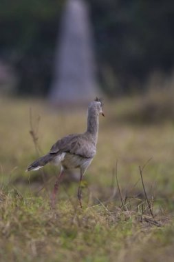 Kırmızı bacaklı Seriema, Pantanal, Brezilya