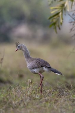 Kırmızı bacaklı Seriema, Pantanal, Brezilya