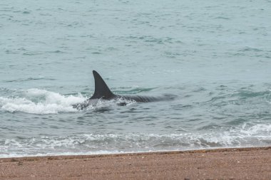 Orcas deniz aslanları, Patagonia, Arjantin avcılık