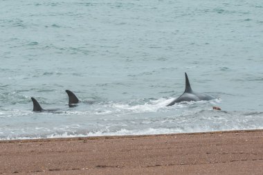 Orcas deniz aslanları, Patagonia, Arjantin avcılık