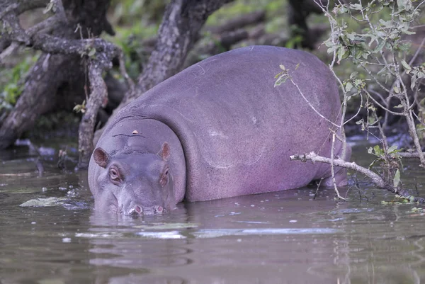Afryki Hippopotamus Republika Południowej Afryki Otoczeniu Lasu — Zdjęcie stockowe