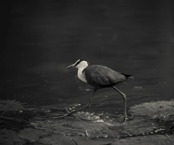 Afrikanisches Jacana Walking Water Südafrika — Stockfoto