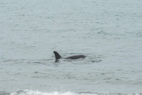 Orcas Vadászat Fókák Patagonia Argentína — Stock Fotó