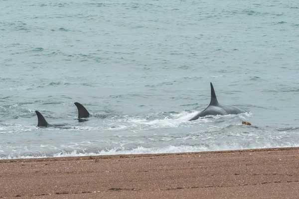 Orcas Caçando Leões Marinhos Patagônia Argentina — Fotografia de Stock