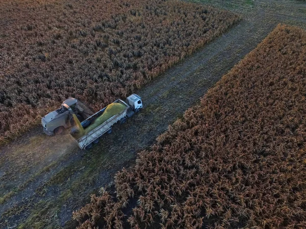 パンパ アルゼンチンでのソルガムの収穫 — ストック写真