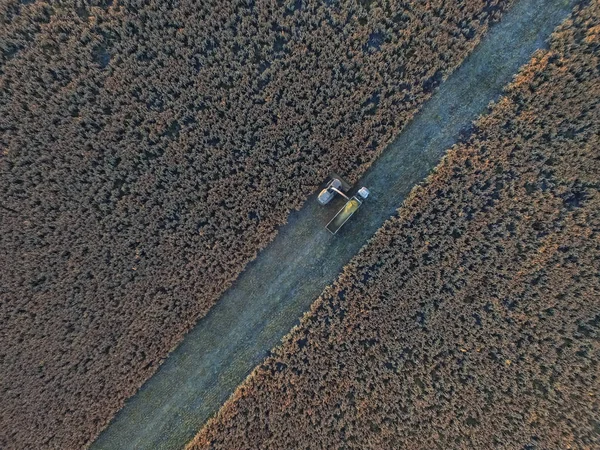 Sorghumernte Der Pampa Argentinien — Stockfoto