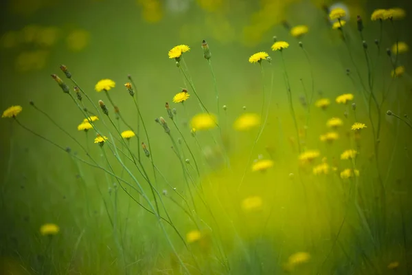 ヴィンテージ色の効果で花の咲く風景 — ストック写真