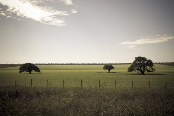 Girassol Pampas Paisagem Argentina — Fotografia de Stock