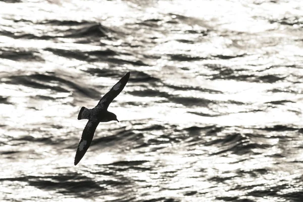 Cape Petrel Antarctische Vogel Antarctica — Stockfoto