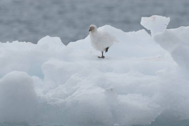 Snowy Sheathbill kuş, Chionis Alba buz üzerinde, Paulet Adası, Antarktika