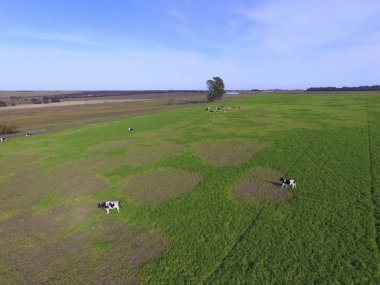 ineklerin, Buenos Aires, Arjantin havadan görünümü 
