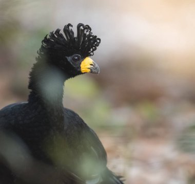 Çıplak Curassow bir orman ortamında, Pantanal Brezilya karşı karşıya