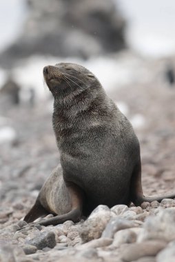 Antarctic fur seal on beach, Antarctica  clipart