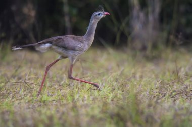 Kırmızı bacaklı Seriema, Pantanal, Brezilya