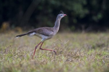 Kırmızı bacaklı Seriema, Pantanal, Brezilya