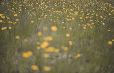 Yabani çiçekler ilkbaharda, Patagonia, Arjantin