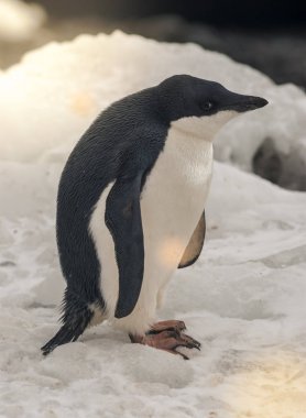 Adelie Penguin Paulet adasında, Antarktika