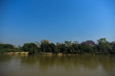 Nehir manzarası ve orman, Pantanal, Brezilya