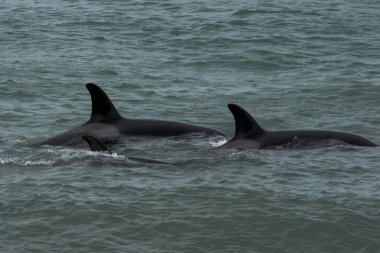 Orcas Patagonia, yarımada Valdes avcılık