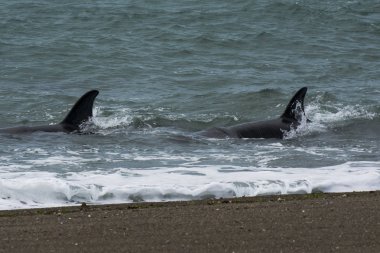 Orcas Patagonia, yarımada Valdes avcılık