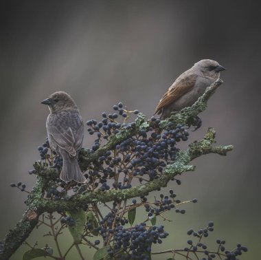 Ağacın üzerinde oturan cowbirds
