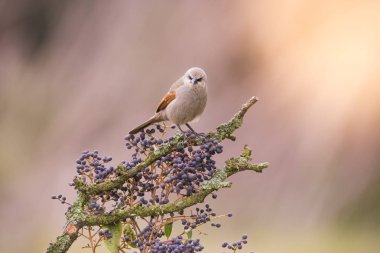 Ağacın üzerinde oturan cowbird